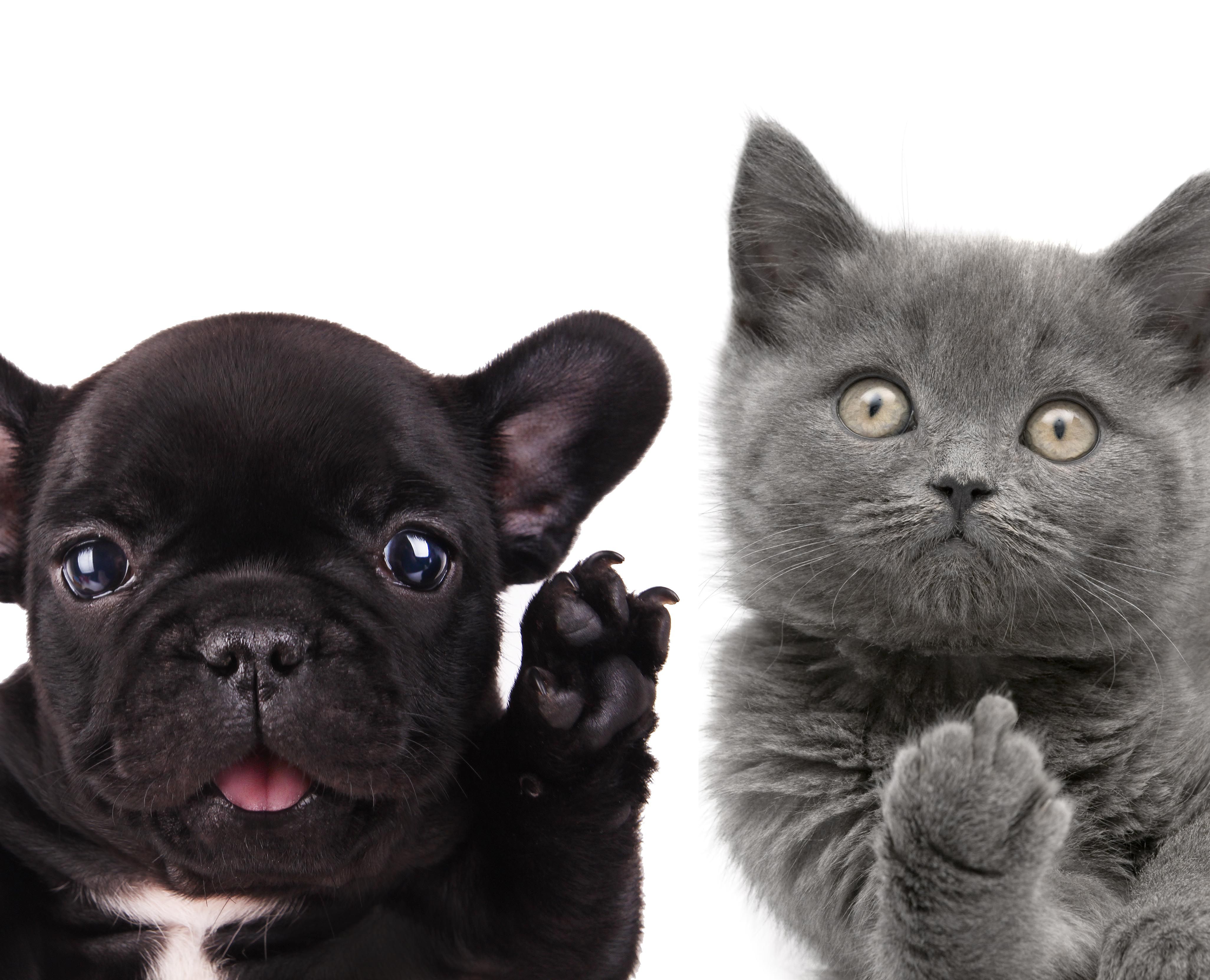 Oneindigheid Hoogland toxiciteit 17 redenen waarom katten beter zijn dan honden