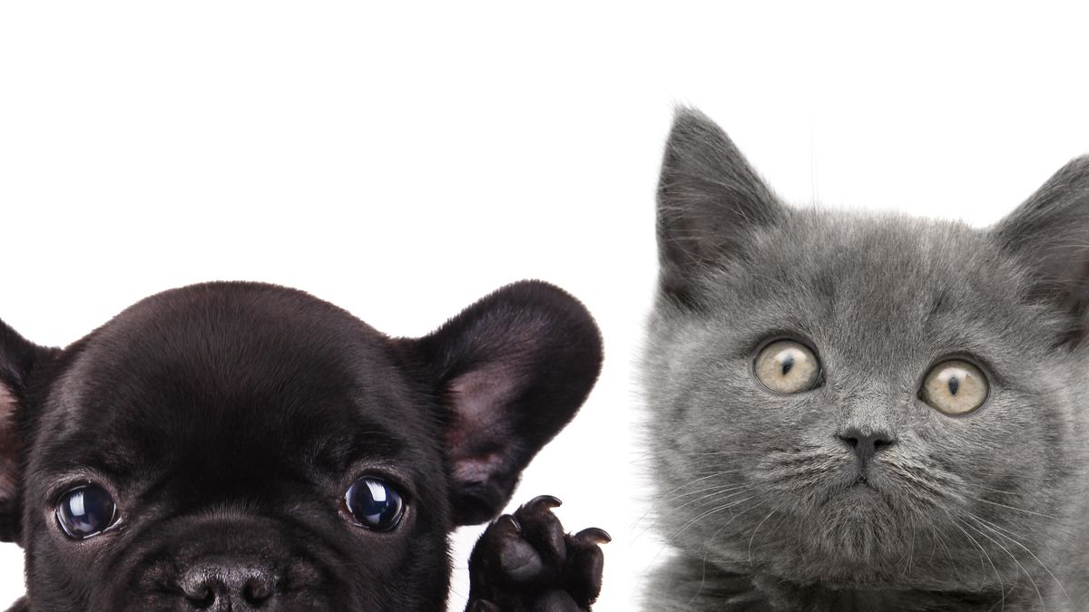 Bel terug uitsterven Auto 17 redenen waarom katten beter zijn dan honden