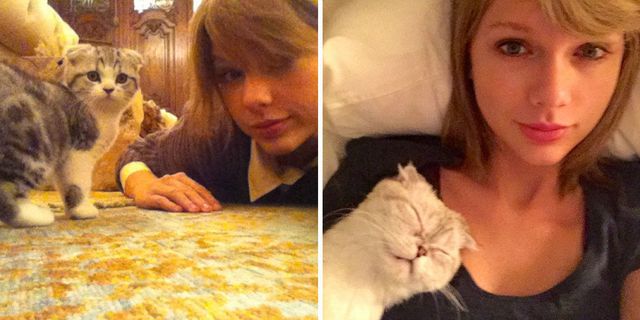 Taylor Swift met katten
