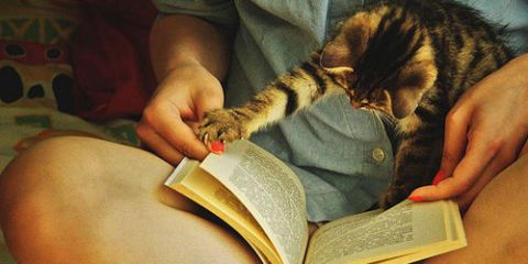 boek lezen kat