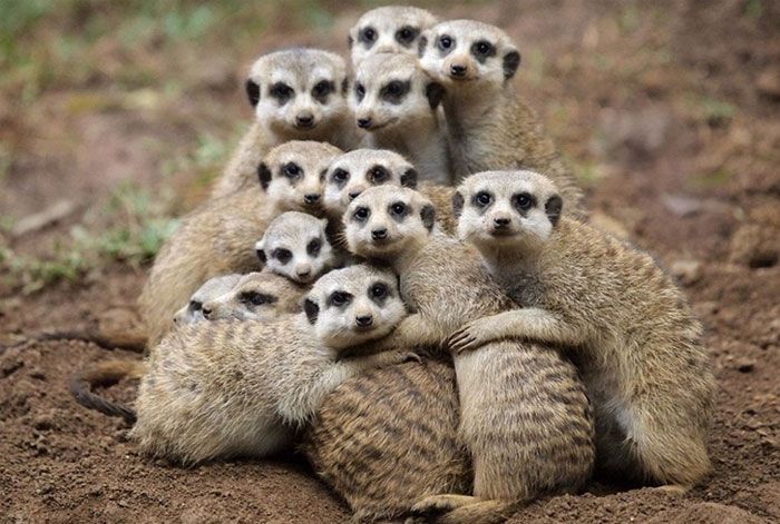 <em>Because group hugs are the best hugs. </em>