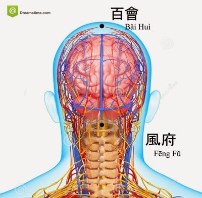 Human anatomy, Nerve, Head, Jaw, Neck, Organ, Bone, Blood vessel, Human body, Organism, 