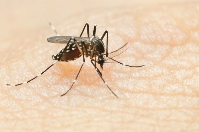 drie-gevaarlijke-muggensoorten-in-nederland