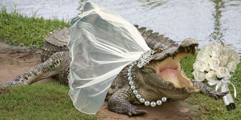 crocodile bride