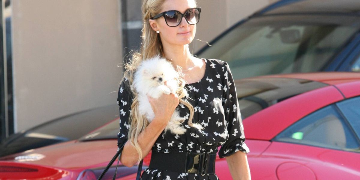 Paris Hilton Took Her New Pet Dog for a Walk and It Was Cute