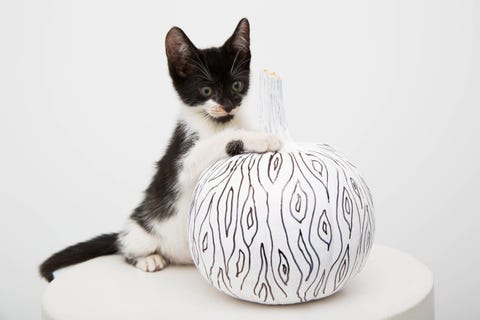 Cat, White, Whiskers, Small to medium-sized cats, Felidae, Black-and-white, Carnivore, Kitten, Domestic short-haired cat, American wirehair, Cat, White, Whiskers, Small to medium-sized cats, Felidae, Black-and-white, Carnivore, Kitten, Domestic short-haired cat, American wirehair,