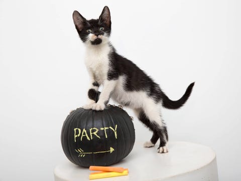 Cat, Mammal, Small to medium-sized cats, Felidae, Carnivore, Whiskers, Ball, Black-and-white, Kitten, Tail, Cat, Mammal, Small to medium-sized cats, Felidae, Carnivore, Whiskers, Ball, Black-and-white, Kitten, Tail,