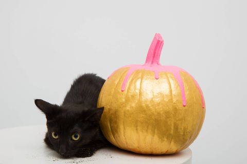 Cat, Calabaza, Pumpkin, Small to medium-sized cats, Felidae, Black cat, Vegetable, Plant, Cucurbita, Fruit, 