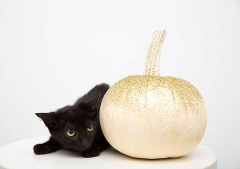 Cat, Small to medium-sized cats, Felidae, Black cat, Plant, Whiskers, Carnivore, Fruit, Food, Pumpkin, 