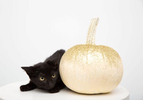 Cat, Small to medium-sized cats, Felidae, Black cat, Plant, Whiskers, Carnivore, Fruit, Food, Pumpkin, Cat, Small to medium-sized cats, Felidae, Black cat, Plant, Whiskers, Carnivore, Fruit, Food, Pumpkin,