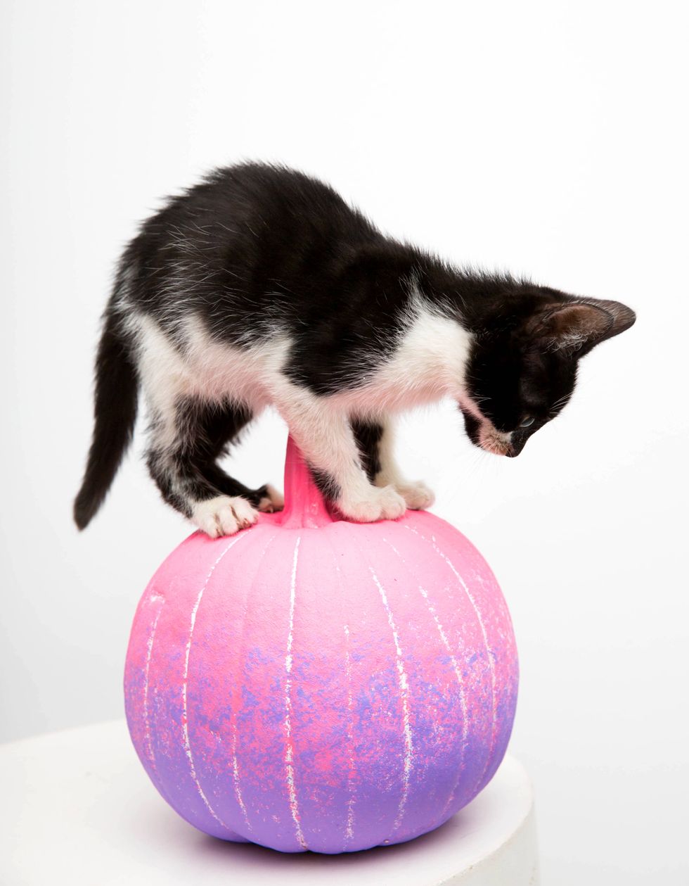 Cat, Small to medium-sized cats, Felidae, Pink, Cat toy, Whiskers, Carnivore, Ball, Kitten, Tail, 