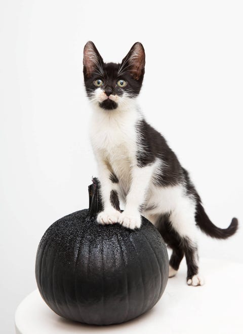 Cat, Mammal, Small to medium-sized cats, Felidae, Whiskers, Carnivore, Black-and-white, Kitten, Black cat, Domestic short-haired cat, Cat, Mammal, Small to medium-sized cats, Felidae, Whiskers, Carnivore, Black-and-white, Kitten, Black cat, Domestic short-haired cat,
