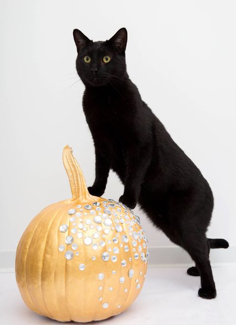 Cat, Black cat, Small to medium-sized cats, Felidae, Pumpkin, Bombay, Carnivore, Calabaza, Whiskers, 