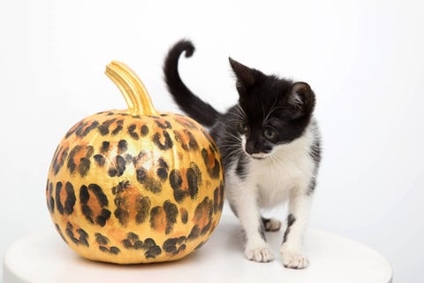 Cat, Small to medium-sized cats, Felidae, Carnivore, Whiskers, Kitten, Plant, Black cat, Pumpkin, Fruit, Cat, Small to medium-sized cats, Felidae, Carnivore, Whiskers, Kitten, Plant, Black cat, Pumpkin, Fruit,