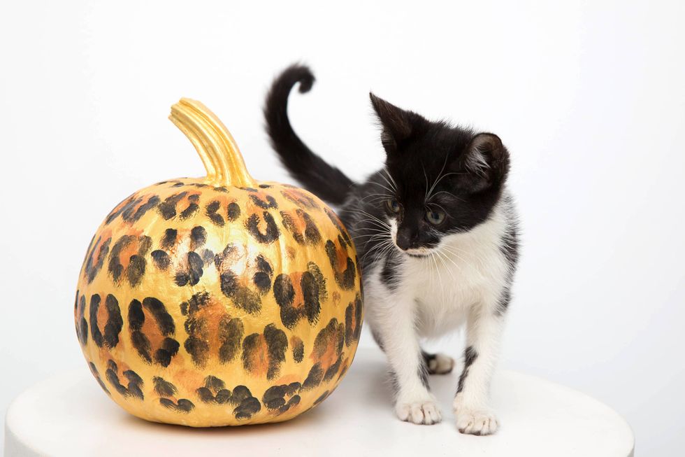 Cat, Small to medium-sized cats, Felidae, Carnivore, Whiskers, Kitten, Plant, Black cat, Pumpkin, Fruit, 