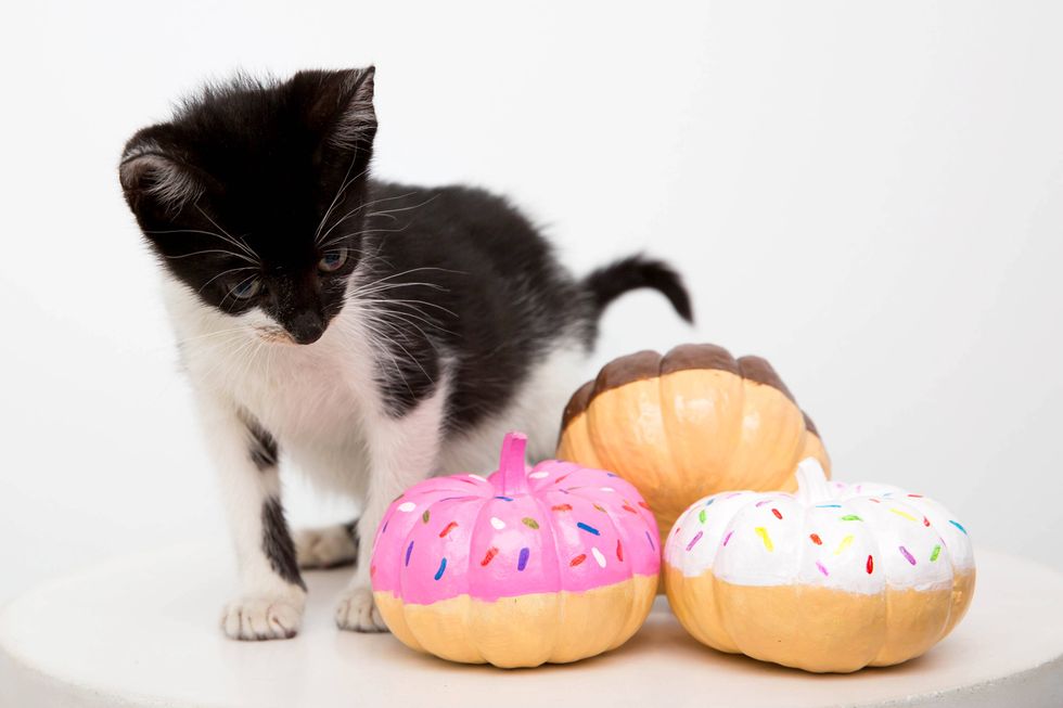 Cat, Small to medium-sized cats, Felidae, Sweetness, Kitten, Food, Baked goods, Carnivore, Dessert, 