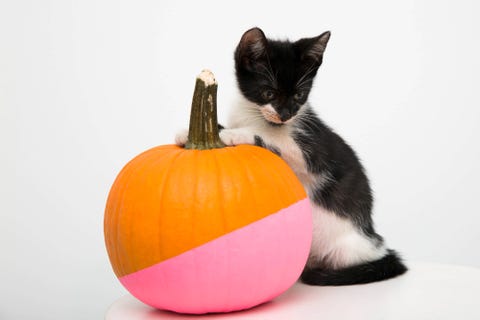 Cat, Small to medium-sized cats, Felidae, Orange, Pumpkin, Calabaza, Black cat, Fruit, Kitten, Carnivore, Cat, Small to medium-sized cats, Felidae, Orange, Pumpkin, Calabaza, Black cat, Fruit, Kitten, Carnivore,
