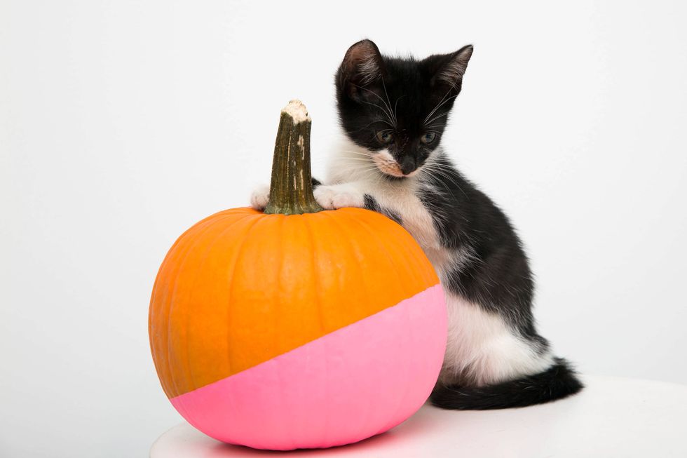 Cat, Small to medium-sized cats, Felidae, Orange, Pumpkin, Calabaza, Black cat, Fruit, Kitten, Carnivore, 
