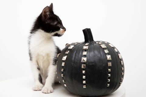 Cat, Felidae, Small to medium-sized cats, Carnivore, Black cat, Cat, Felidae, Small to medium-sized cats, Carnivore, Black cat,