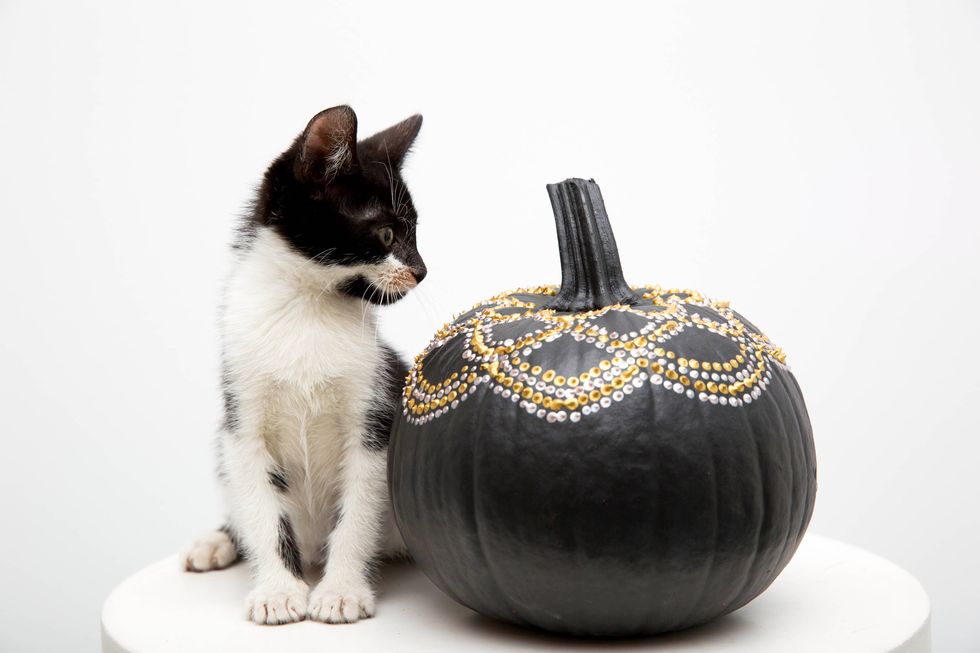 Cat, Felidae, Small to medium-sized cats, Pumpkin, Black cat, Whiskers, Carnivore, Black-and-white, Plant, Fashion accessory, 