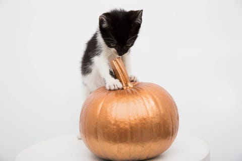 Cat, Small to medium-sized cats, Felidae, Pumpkin, Vegetable, Plant, Calabaza, Whiskers, Cat, Small to medium-sized cats, Felidae, Pumpkin, Vegetable, Plant, Calabaza, Whiskers,