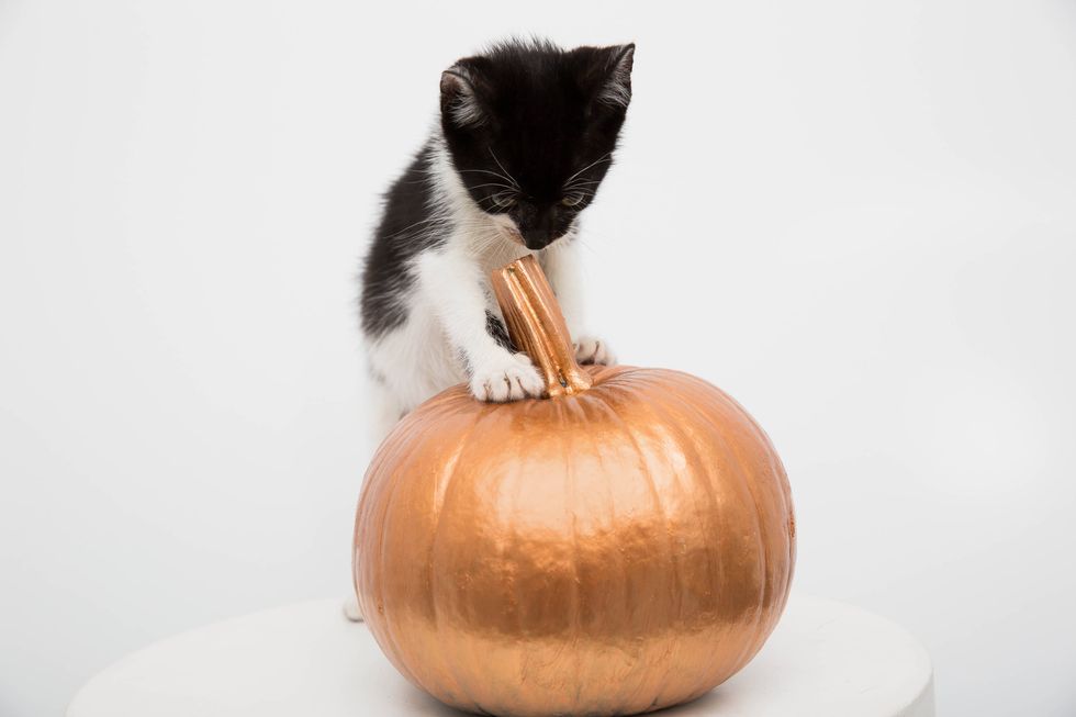 Cat, Small to medium-sized cats, Felidae, Pumpkin, Vegetable, Plant, Calabaza, Whiskers, 