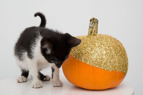 Cat, Small to medium-sized cats, Pumpkin, Felidae, Fruit, Calabaza, Black cat, Plant, Carnivore, 