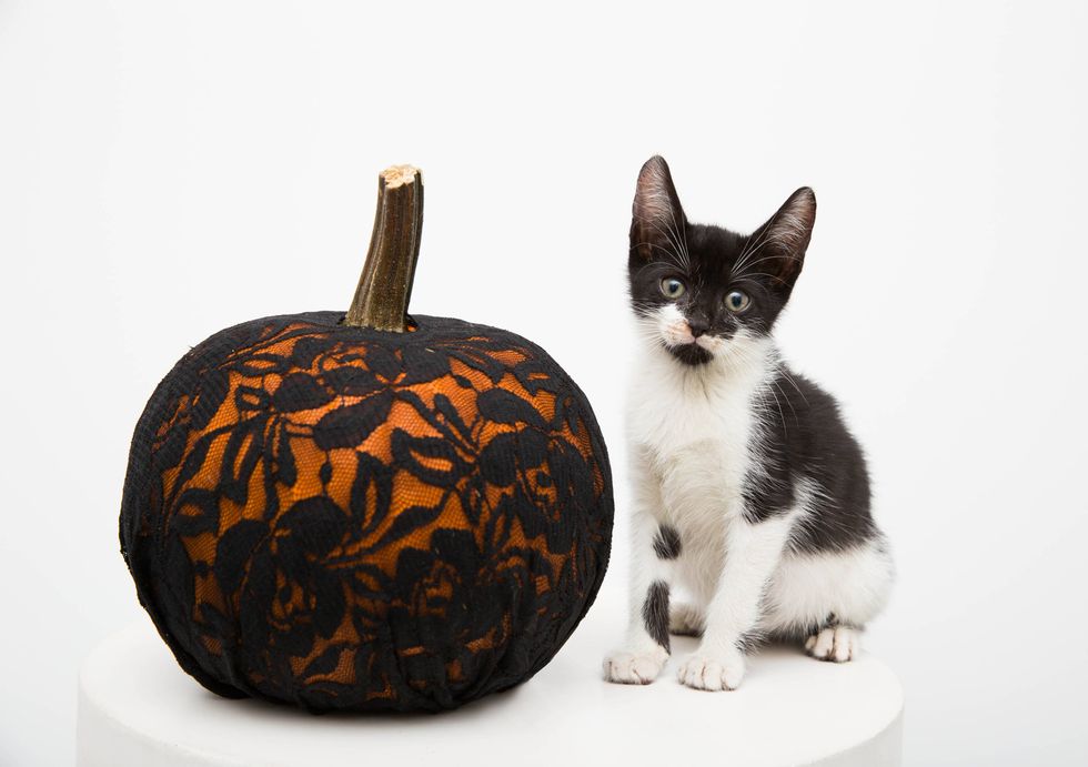 Cat, Small to medium-sized cats, Felidae, Pumpkin, Whiskers, Black cat, Carnivore, Kitten, Plant, Black-and-white, 