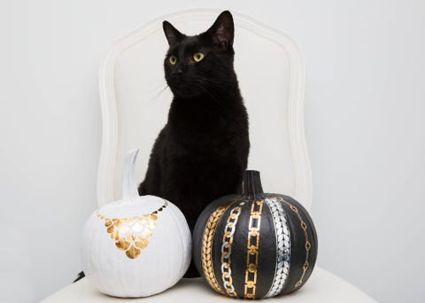 Cat, Black cat, Black, Small to medium-sized cats, Felidae, Whiskers, Carnivore, Domestic short-haired cat, Pumpkin, Cat, Black cat, Black, Small to medium-sized cats, Felidae, Whiskers, Carnivore, Domestic short-haired cat, Pumpkin,
