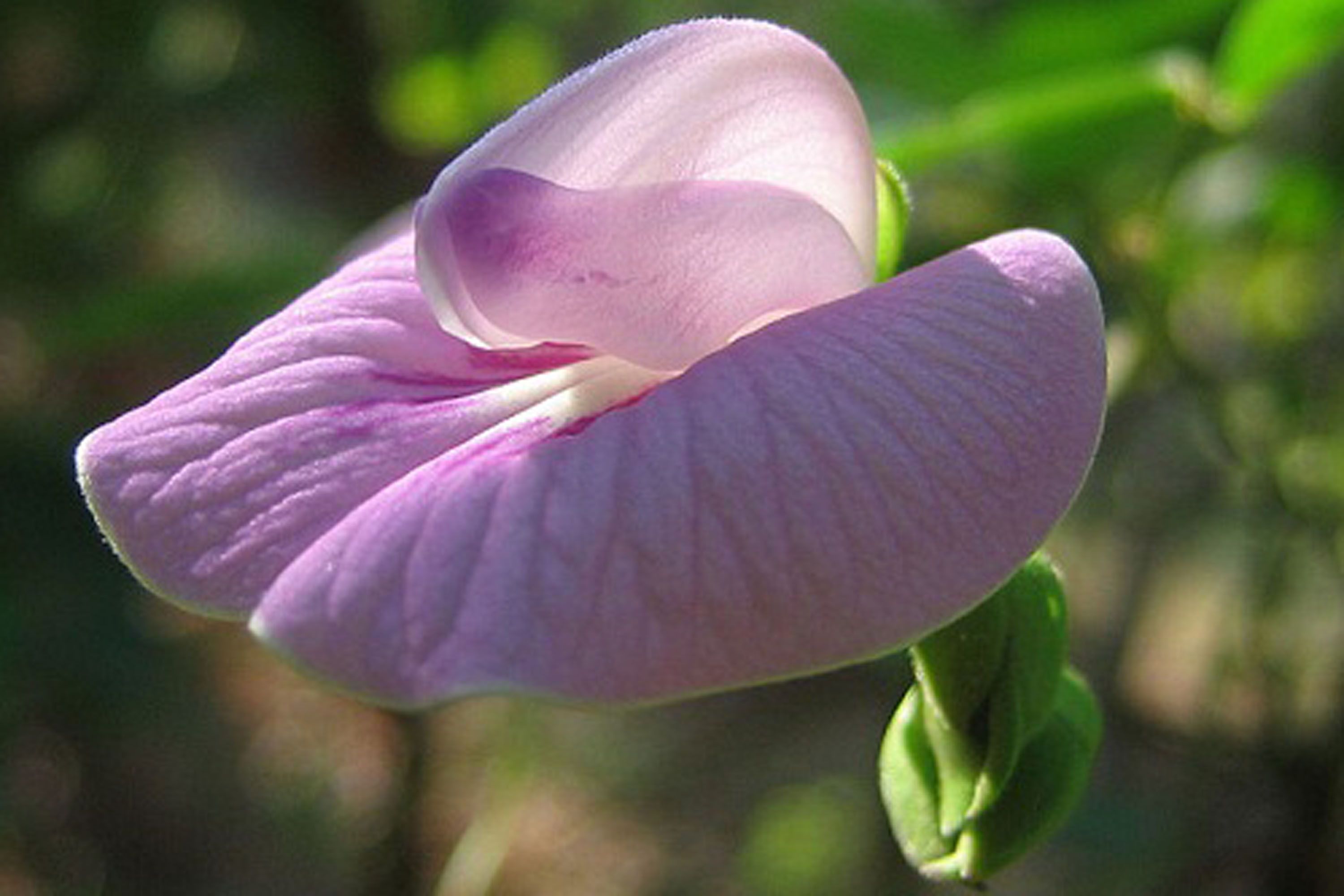 Non-Vagina Things That Look Disturbingly Like Vaginas