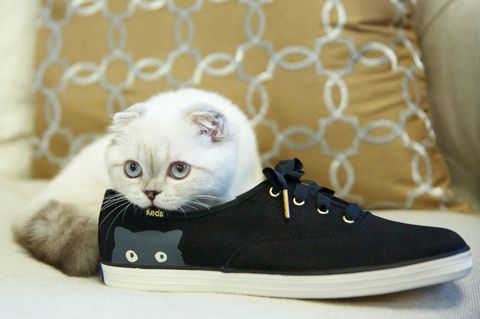 T-Swift's cat Olivia Benson models for Keds.
