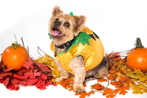 Pet Halloween Costumes So Cute You'll Cry