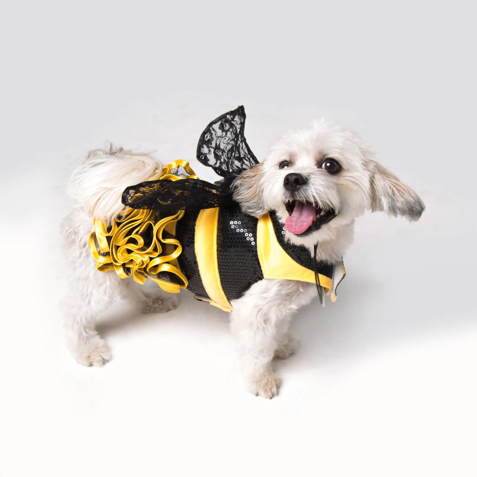 Pet Halloween Costumes So Cute You'll Cry