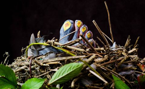 Twig, Nest, Bird nest, Terrestrial plant, Macro photography, Still life photography, Natural material, Egg, Bird, Egg, 