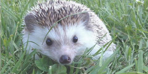 I Have Some Very Sad News To Bring You Tonight Biddy The Hedgehog Who Became Famous For His Traveling Adventures Has Died I Have Some Very Sad News To Bring You Tonight Biddy The Hedgehog Who Became Famous For His Traveling Adventures Has Died