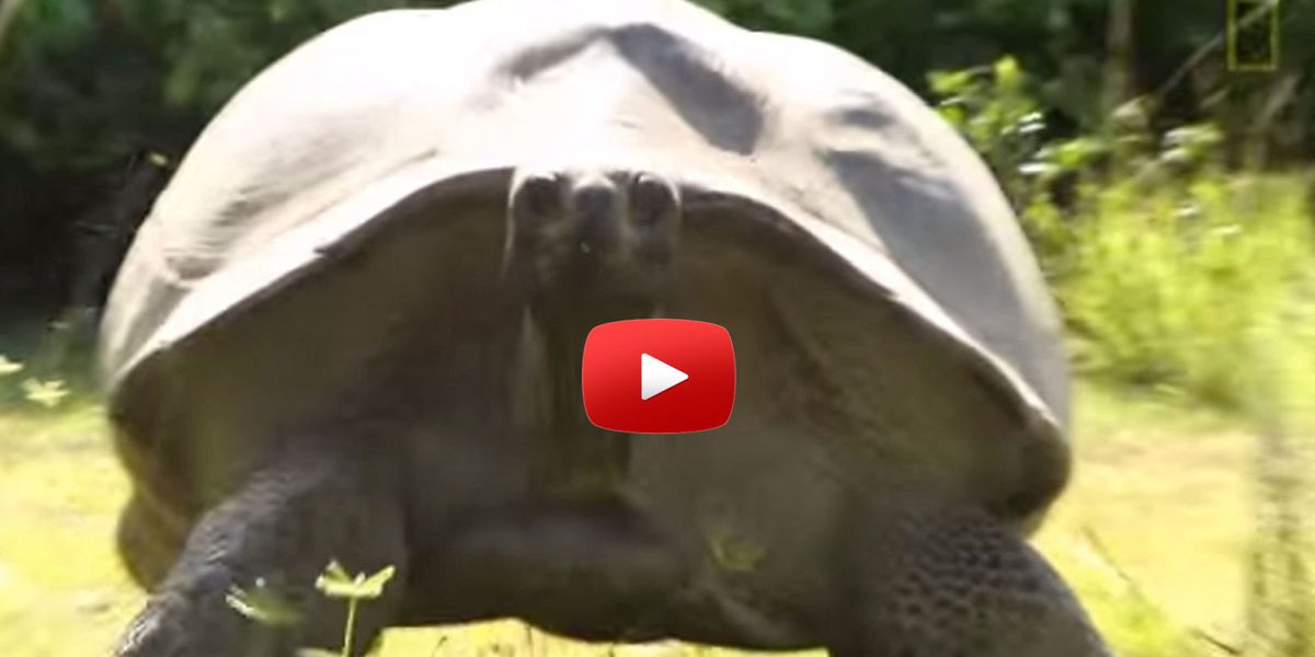 Here S What Happens When You Interrupt A Humongous Turtle