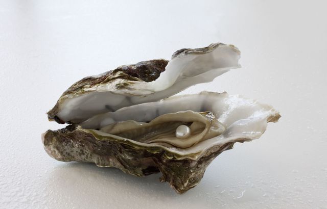 Oyster, Bivalve, Hen-of-the-wood, Shellfish, Beige, Seafood, Mineral, Rock, 