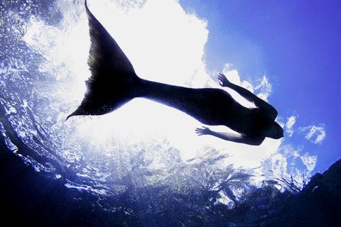Underwater, Fin, Marine biology, Marine mammal, Cetacea, Stock photography, Backlighting, Science, 