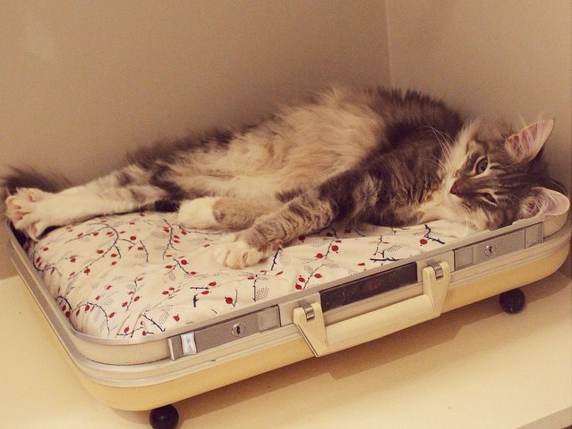 15 Times Your Pet Took Over Your Suitcase