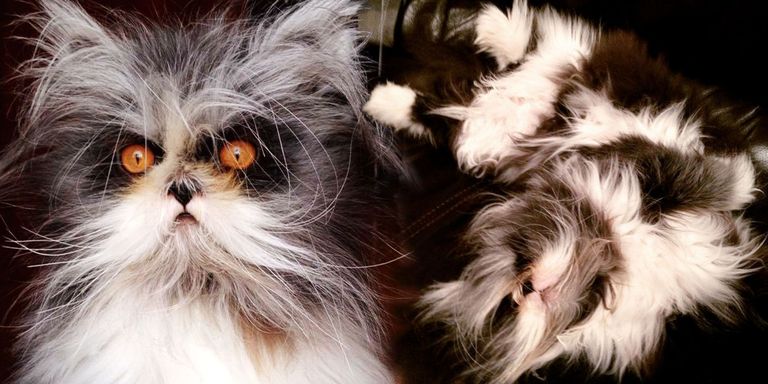 This Cat With "Werewolf Syndrome" Is the Fluffy Feline