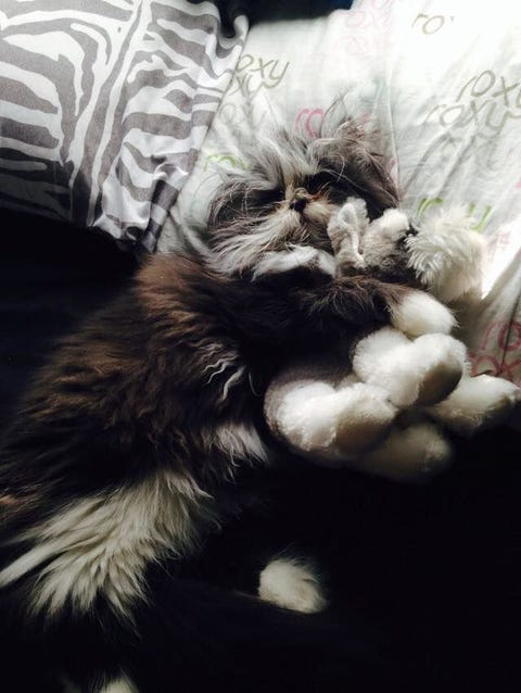 This Cat With Werewolf Syndrome Is The Fluffy Feline Overlord