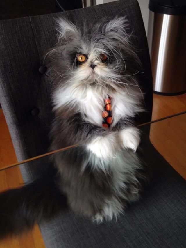 long haired werewolf cat