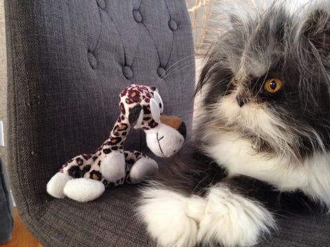 This Cat With Werewolf Syndrome Is The Fluffy Feline Overlord