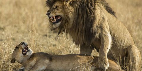 Lion, Roar, Vertebrate, Big cats, Masai lion, Terrestrial animal, Felidae, Facial expression, Jaw, Adaptation, 