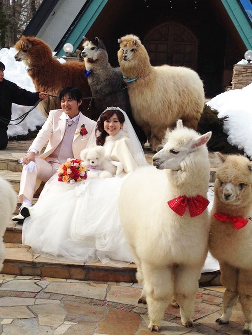 Haven T You Always Dreamed Of Having Alpacas At Your Wedding
