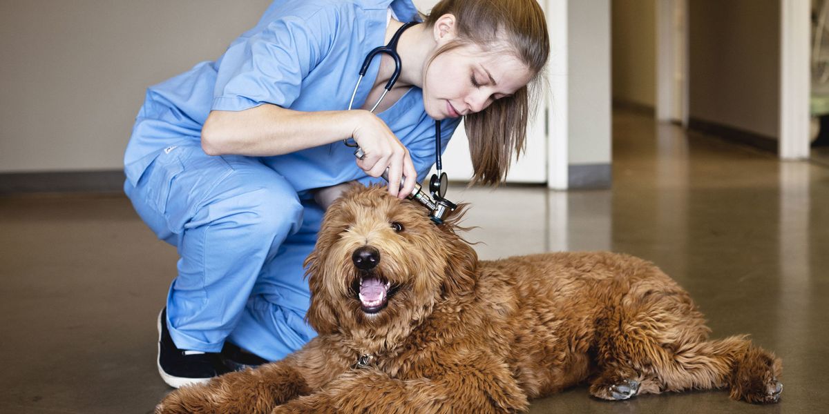 What I Wish I Knew Before I Became a Veterinarian - How to Become a Vet