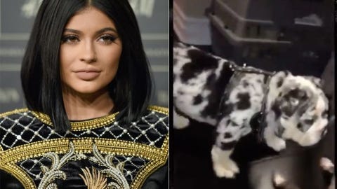 Meet Kylie Jenners New 50000 Dog Rolly