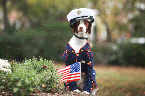 Dog, Flag of the united states, Costume accessory, Dog clothes, Collar, Shrub, Dog supply, Helmet, Garden, Groundcover, 