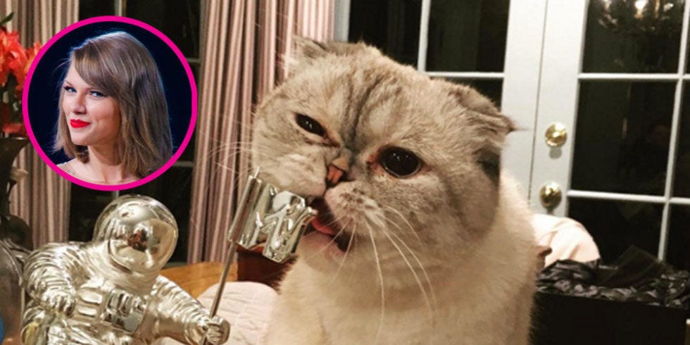taylor swift cat advertisement taylor swift s cat cares nothing for taylor swift s vmas taylor swift cat advertisement taylor swift s cat cares nothing for taylor swift s vmas