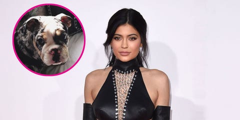 Kylie Jenners 50000 Dog The Truth About Kylies 50k Puppy